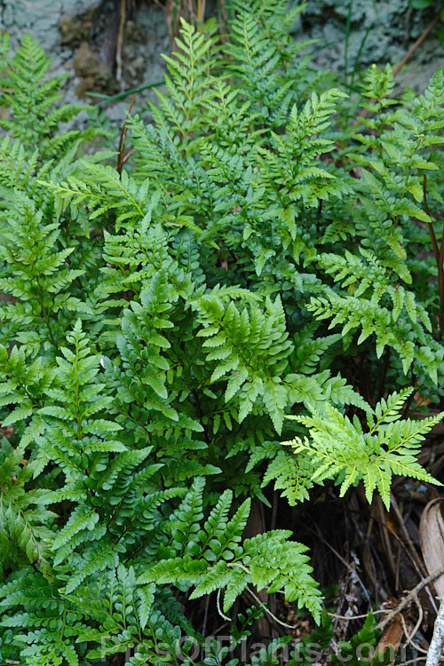 Weeping Spleenwort (<i>Asplenium flaccidum</i> subsp. <i>maritima</i>), a subspecies of a small pendulous fern that is very common throughout New Zealand. The parent species also occurs in Australia and South Africa.