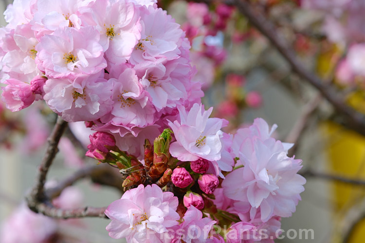 <i>Prunus</i> 'Accolade' (<i>Prunus sargentii</i> x <i>Prunus subhirtella</i>) a semi-double flowered, flat-topped deciduous flowering cherry tree occasionally with a slightly weeping growth habit. Order: Rosales, Family: Rosaceae