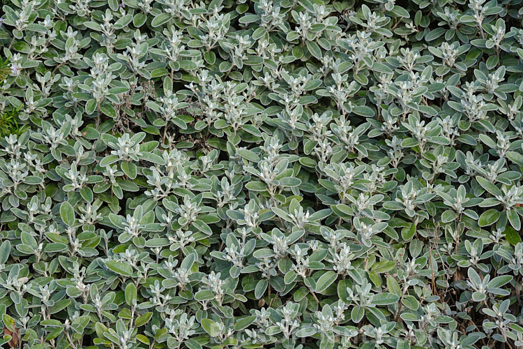 Brachyglottis greyii (syn. Senecio greyii</i>), a tough, silver-leafed evergreen shrub native to New Zealand. It grows to around 1.5m high x 2m wide, blooms heavily in early summer, with masses of bright yellow daises, and is very useful for windy seaside gardens. Order: Asterales, Family: Asteraceae