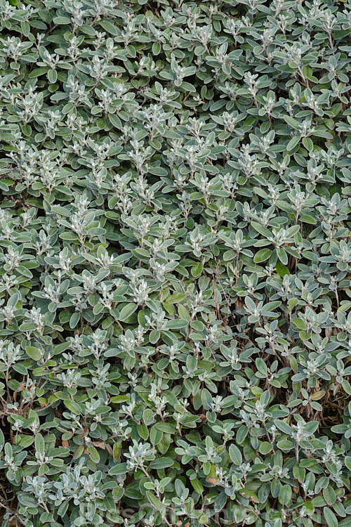 Brachyglottis greyii (syn. Senecio greyii</i>), a tough, silver-leafed evergreen shrub native to New Zealand. It grows to around 1.5m high x 2m wide, blooms heavily in early summer, with masses of bright yellow daises, and is very useful for windy seaside gardens. Order: Asterales, Family: Asteraceae