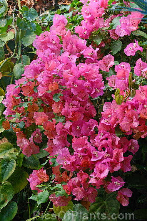 <i>Bougainvillea</i> ''Mary Palmer Special', a vigorous, heavy-blooming hybrid bougainvillea that has proved hardy to light frost. It is a climber but can also be grown in large hanging baskets. Order: Caryophyllales, Family: Nyctaginaceae