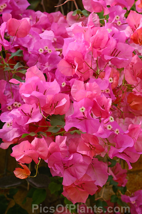 <i>Bougainvillea</i> ''Mary Palmer Special', a vigorous, heavy-blooming hybrid bougainvillea that has proved hardy to light frost. It is a climber but can also be grown in large hanging baskets. Order: Caryophyllales, Family: Nyctaginaceae