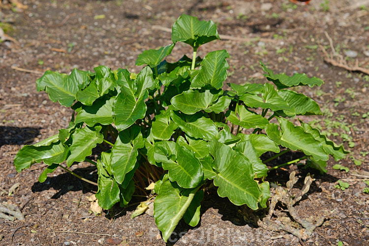 The spring foliage of <i>Arum palaestinum</i> (syn. Arum palaestinum</i>), a spring-flowering bulb native to Israel, Syria and Lebanon. Unlike many other aroids with flowers this colour, often fly-pollinated, it does not have an extremely unpleasant smell. Order: Alismatales, Family: Araceae