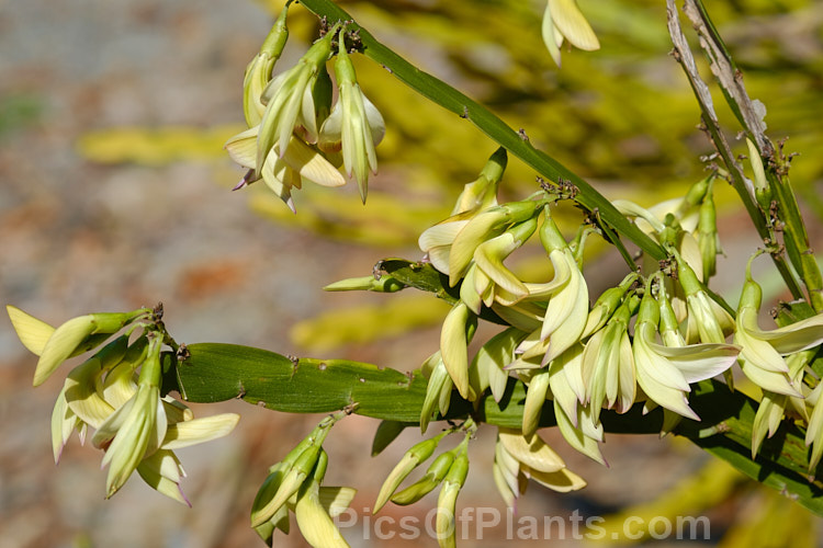 <i>Carmichaelia williamsii</i>, one of the New Zealand native brooms. It flowers mainly in late spring and winter and is a 1.8-3.6m tall shrub found naturally in the northern half of the North Island Its seed pods open to reveal orange-red seeds. Order: Fabales, Family: Fabaceae