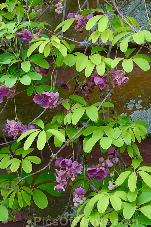 Chocolate Vine (<i>Akebia quinata</i>), a near-evergreen, spring-flowering climber from China and Japan. The larger female flowers, which are vanilla-scented, are followed by purplish fruits. Order: Ranunculales, Family: Lardizabalaceae