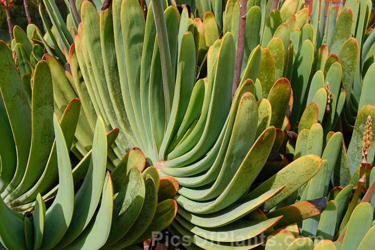 The foliage of the Fan Aloe (<i>Aloe plicatilis</i>), a winter-flowering, woody-based, succulent perennial native to the Cape. Province of South Africa. The arrangement of the 30-40cm long leaves is very distinctive. Order: Asparagales, Family: Asphodelaceae