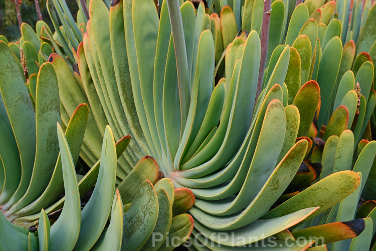 The foliage of the Fan Aloe (<i>Aloe plicatilis</i>), a winter-flowering, woody-based, succulent perennial native to the Cape. Province of South Africa. The arrangement of the 30-40cm long leaves is very distinctive. Order: Asparagales, Family: Asphodelaceae