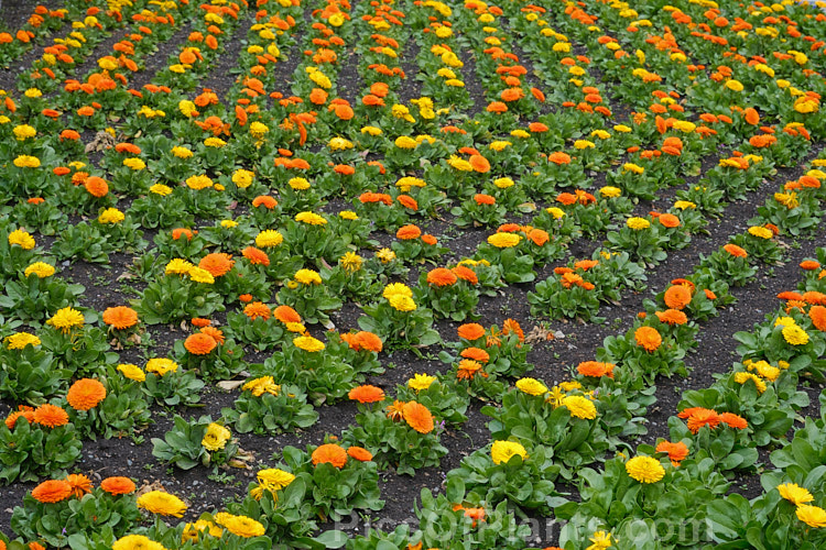 Pot Marigold or Scotch Marigold (<i>Calendula officinalis</i>), an annual or short-lived perennial that flowers in winter and early spring. It has extensive herbal and medicinal uses. Order: Asterales, Family: Asteraceae