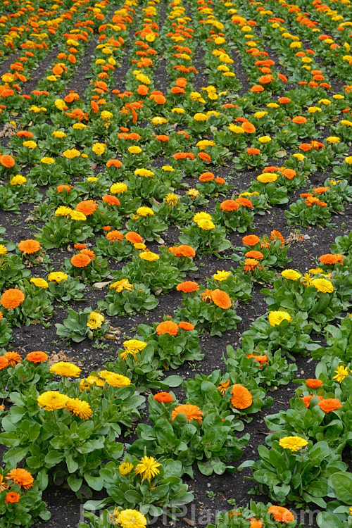 Pot Marigold or Scotch Marigold (<i>Calendula officinalis</i>), an annual or short-lived perennial that flowers in winter and early spring. It has extensive herbal and medicinal uses. Order: Asterales, Family: Asteraceae