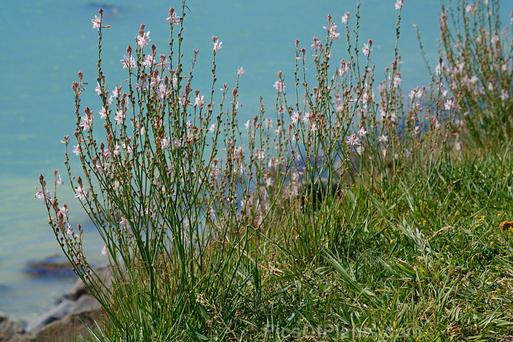 Hollow-stemmed Asphodel or Onion Weed (<i>Asphodelus fistulosus</i>), a spring-flowering annual or short-lived perennial originally native to the Mediterranean, but now established as a weed in many areas. Its flower stems are typically 30-60cm high. Order: Asparagales, Family: Asphodelaceae