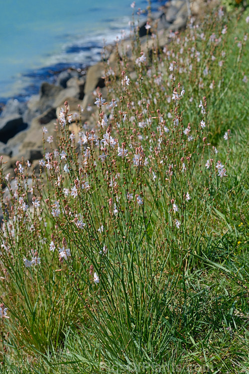 Hollow-stemmed Asphodel or Onion Weed (<i>Asphodelus fistulosus</i>), a spring-flowering annual or short-lived perennial originally native to the Mediterranean, but now established as a weed in many areas. Its flower stems are typically 30-60cm high. Order: Asparagales, Family: Asphodelaceae