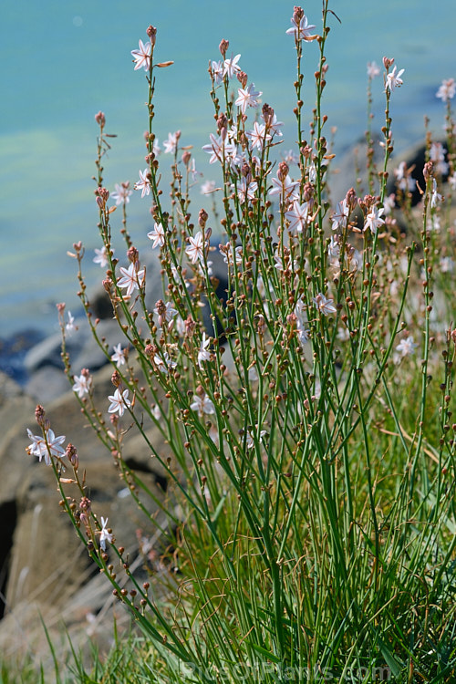 Hollow-stemmed Asphodel or Onion Weed (<i>Asphodelus fistulosus</i>), a spring-flowering annual or short-lived perennial originally native to the Mediterranean, but now established as a weed in many areas. Its flower stems are typically 30-60cm high. Order: Asparagales, Family: Asphodelaceae