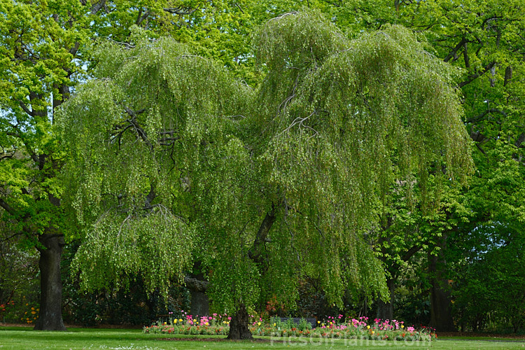 Young's Weeping Birch (<i>Betula pendula</i> 'Youngii'), a compact, strongly weeping cultivar of the Silver Birch (<i>Betula pendula</i>), an extremely hardy Eurasian tree widely cultivated for its silver-grey bark. 'Youngii' has a dome-shaped habit with branches often weeping to the ground. Order: Fagales, Family: Betulaceae