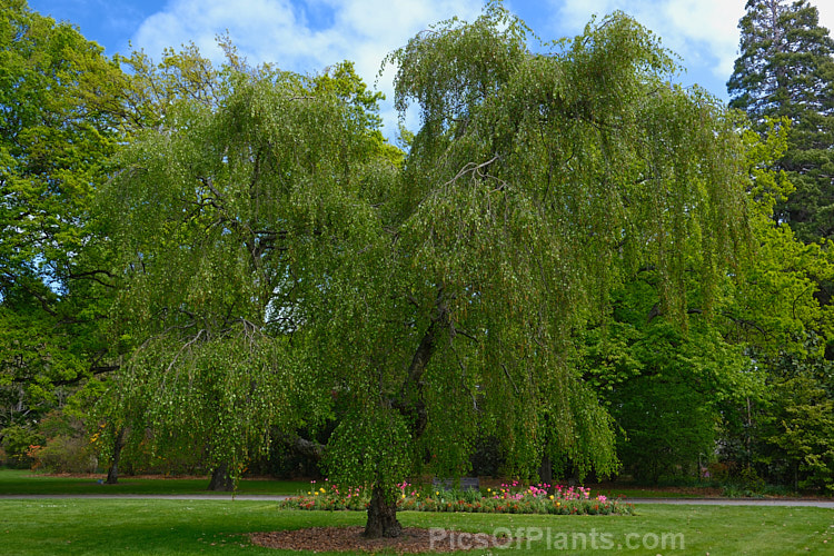 Young's Weeping Birch (<i>Betula pendula</i> 'Youngii'), a compact, strongly weeping cultivar of the Silver Birch (<i>Betula pendula</i>), an extremely hardy Eurasian tree widely cultivated for its silver-grey bark. 'Youngii' has a dome-shaped habit with branches often weeping to the ground. Order: Fagales, Family: Betulaceae