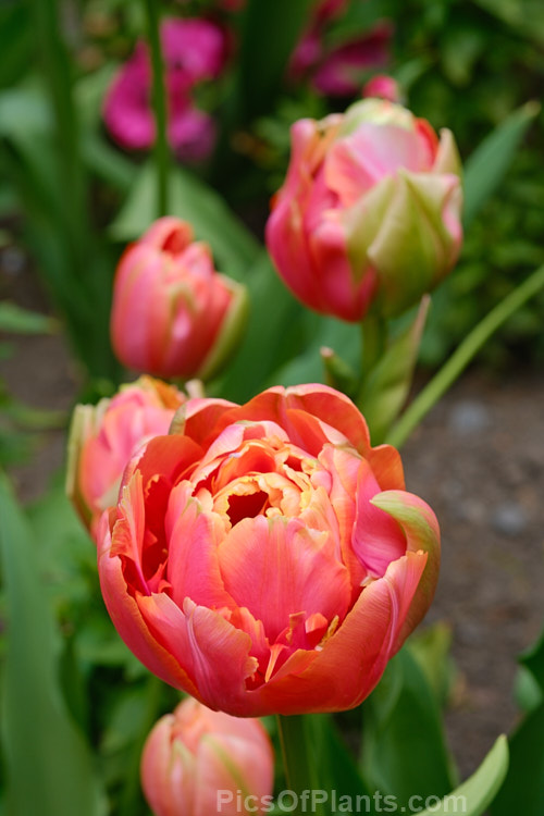<i>Tulipa</i> 'Menton Unique' (sport of 'Menton'), a midseason to late-flowering double-flowered peony or Monet tulip. Order: Liliales, Family: Liliaceae