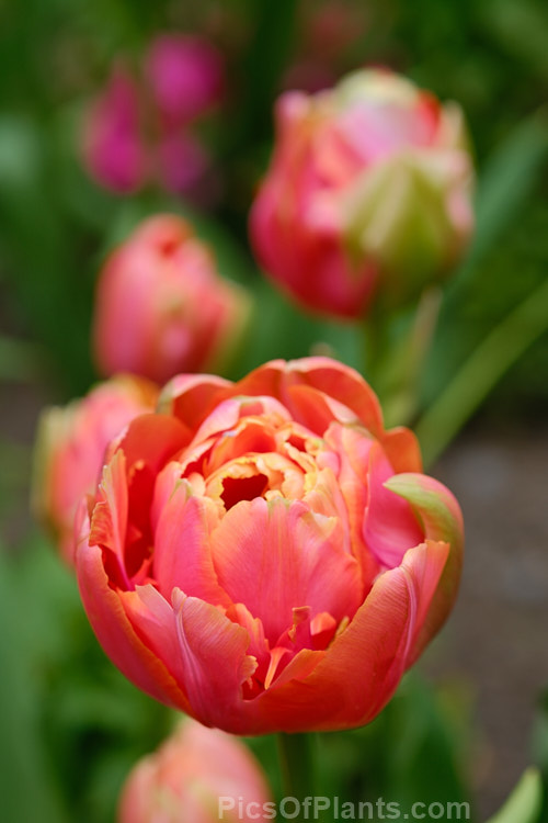 <i>Tulipa</i> 'Menton Unique' (sport of 'Menton'), a midseason to late-flowering double-flowered peony or Monet tulip. Order: Liliales, Family: Liliaceae