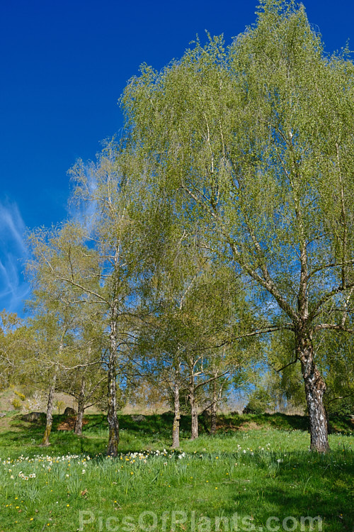 Silver Birch (<i>Betula pendula</i>) with spring foliage. This extremely hardy Eurasian deciduous tree is widely cultivated for its silver-grey bark. Its foliage often colours well in autumn. Order: Fagales, Family: Betulaceae