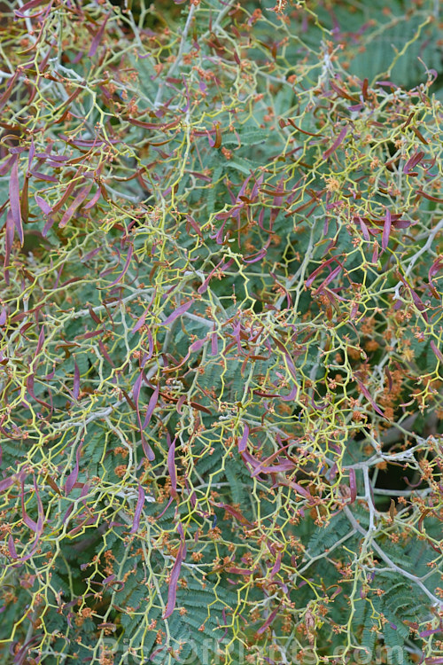 The developing seedpods of Silver Wattle or Mimosa (<i>Acacia dealbata</i>), a 30m tall, late winter- to early spring-flowering, evergreen tree native to southeastern Australia including Tasmania. It is sometimes used as a cut flower. Order: Fabales, Family: Fabaceae