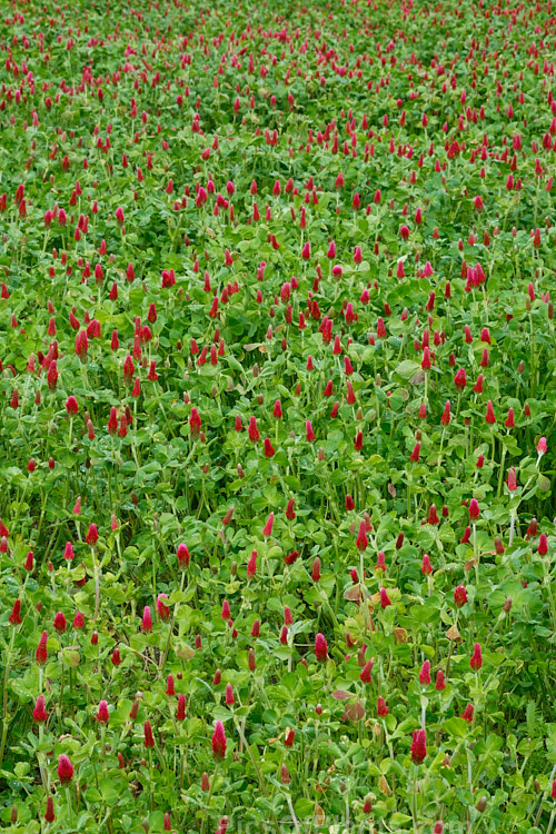 Crimson Clover or Italian Clover (<i>Trifolium incarnatum</i>), an annual or short-lived perennial clover originally native to Europe but now widely cultivated in the perennial zones. The inflorescence can be up to 5cm long. Order: Fabales, Family: Fabaceae
