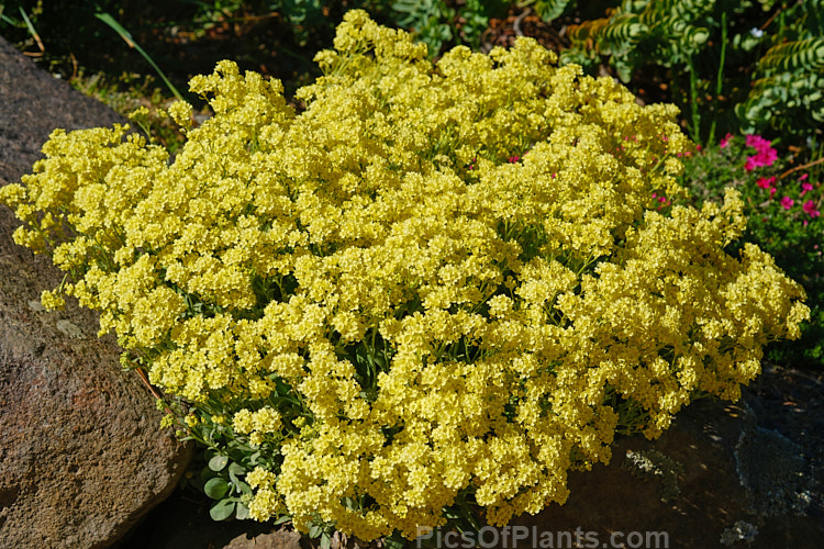 <i>Aurinia saxatilis</i> 'Sulphurea', a soft, light yellow-flowered cultivar of the Basket of Gold or Yellow Alyssum, a spring-flowering groundcover perennial native to central and southeastern Europe. Order: Brassicales, Family: Brassicaceae