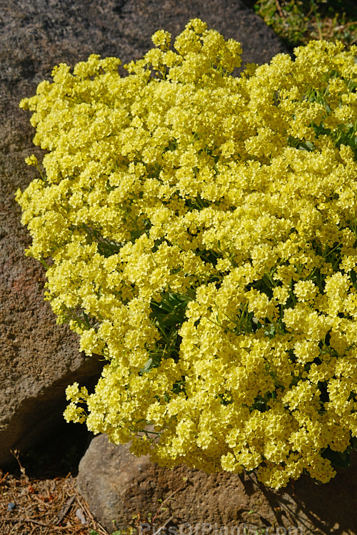 <i>Aurinia saxatilis</i> 'Sulphurea', a soft, light yellow-flowered cultivar of the Basket of Gold or Yellow Alyssum, a spring-flowering groundcover perennial native to central and southeastern Europe. Order: Brassicales, Family: Brassicaceae