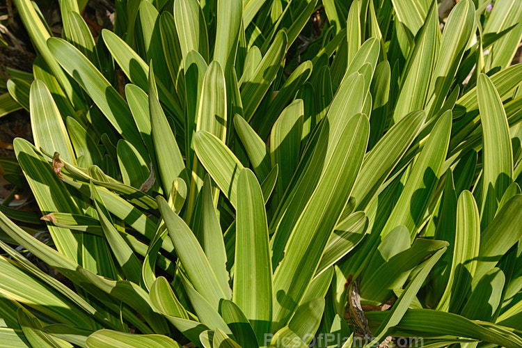 <i>Agapanthus</i> 'Jahan', a compact, variegated foliage agapanthus with light blue flowers in rounded heads on stems up to 1m tall. Order: Asparagales, Family: Amaryllidaceae