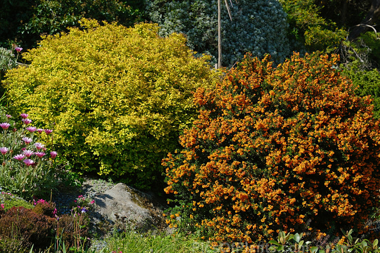 The orange-flowered, evergreen Darwin Barberry (<i>Berberis darwinii</i> - right</i>), a 2-3m high spiny evergreen shrub native to the Patagonian Mountains of southern Chile and Argentina, and the yellow-leafed <i>Berberis thunbergii</i> 'Aurea', a compact cultivar of a deciduous, 1-2m tall barberry shrub native to Japan. Order: Ranunculales, Family: Berberidaceae