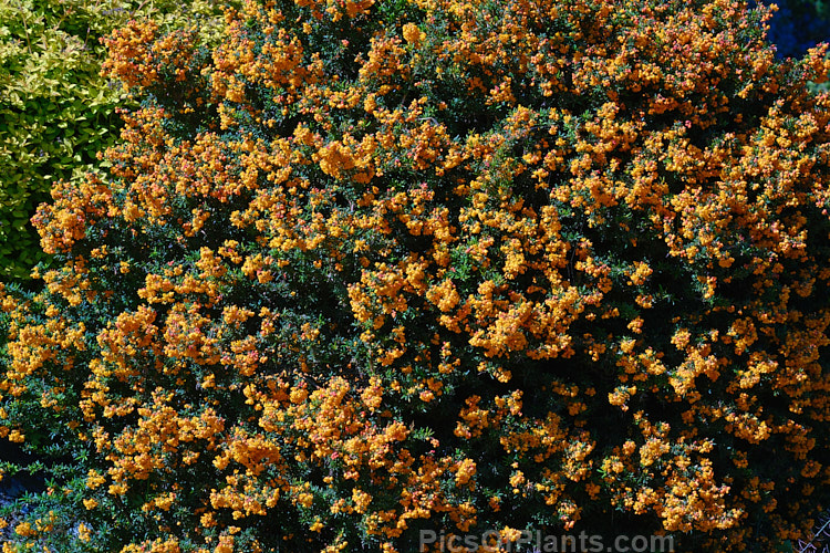 Darwin Barberry (<i>Berberis darwinii</i>), a 2-3m high spiny evergreen shrub native to the Patagonian Mountains of southern Chile and Argentina. Small deep purple-blue fruits follow spring-borne racemes of golden-yellow to orange flowers. Order: Ranunculales, Family: Berberidaceae