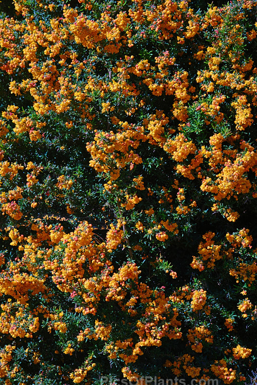 Darwin Barberry (<i>Berberis darwinii</i>), a 2-3m high spiny evergreen shrub native to the Patagonian Mountains of southern Chile and Argentina. Small deep purple-blue fruits follow spring-borne racemes of golden-yellow to orange flowers. Order: Ranunculales, Family: Berberidaceae