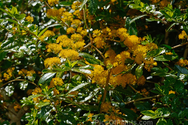 <i>Azara serrata</i>, an evergreen shrub or small tree native to Chile. It blooms in spring and although the flowers are similar to those of its better-known relative the Vanilla Tree (<i>Azara lanceolata</i>), they are larger and unscented. Order: Malpighiales, Family: Salicaceae