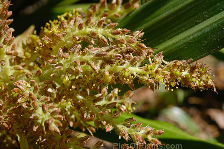 The inflorescence of a male <i>Astelia chathamica</i>, a silvery, spear-leafed, evergreen, 1.5m tall perennial native to the Chatham Islands near New Zealand. It is often sold under the cultivar name 'Silver Spear', a supposed cultivar that appears to differ little, if at all, from the species. Asteliaceae