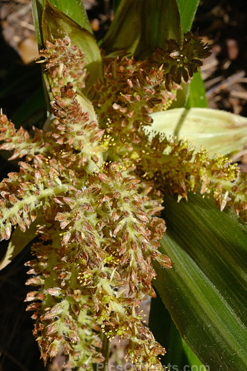 The inflorescence of a male <i>Astelia chathamica</i>, a silvery, spear-leafed, evergreen, 1.5m tall perennial native to the Chatham Islands near New Zealand. It is often sold under the cultivar name 'Silver Spear', a supposed cultivar that appears to differ little, if at all, from the species. Asteliaceae