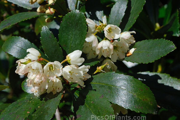 Native Laurel (<i>Anopterus glandulosus</i>), an evergreen shrub, typically 2-4m tall, but capable of reaching 10m and becoming tree-like Its pink-tinted white flowers appear from mid-spring. It occurs naturally in the south to southwest of Tasmania, Australia. Order: Escalloniales, Family: Escalloniaceae