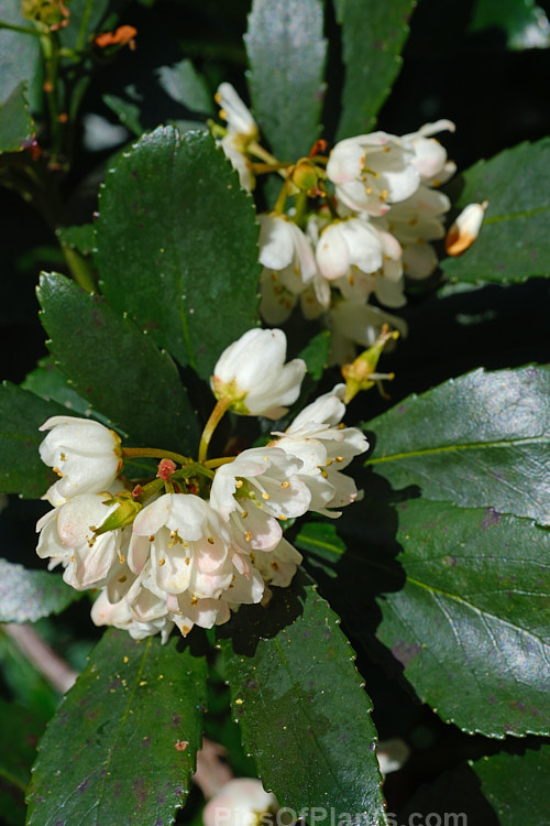 Native Laurel (<i>Anopterus glandulosus</i>), an evergreen shrub, typically 2-4m tall, but capable of reaching 10m and becoming tree-like Its pink-tinted white flowers appear from mid-spring. It occurs naturally in the south to southwest of Tasmania, Australia. Order: Escalloniales, Family: Escalloniaceae