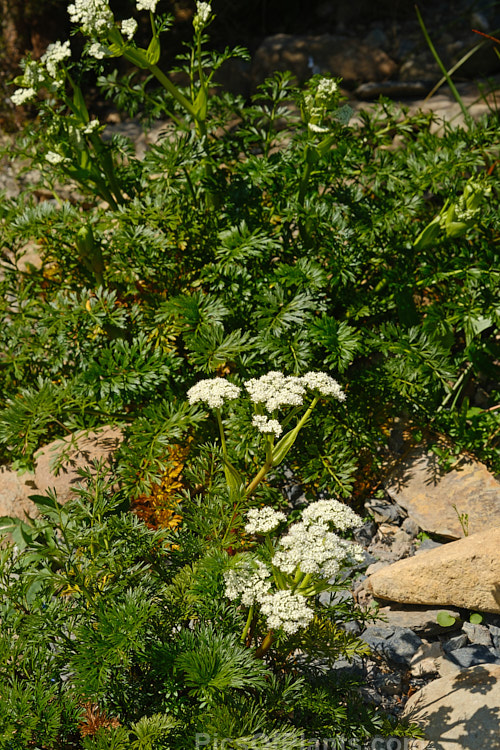 <i>Anisotome lyallii</i>, an evergreen, spring-flowering, umbelliferous perennial that is found in New Zealand's South Island, Stewart Islands and several smaller southern islands. Mainly coastal, its flower stems are up to 80cm tall Order: Apiales, Family: Apiaceae