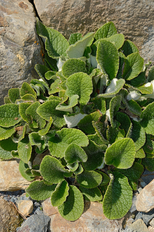 Yellow Rock Daisy (<i>Brachyglottis lagopus</i>), a variable rosette-forming New Zealand perennial usually found in damp, shaded grassland areas, often growing in rock crevices. If flowers intermittently through the year. Order: Asterales, Family: Asteraceae