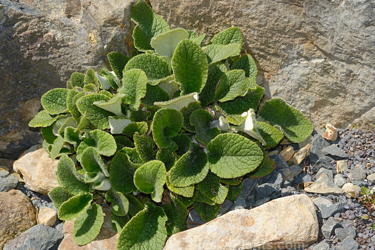 Yellow Rock Daisy (<i>Brachyglottis lagopus</i>), a variable rosette-forming New Zealand perennial usually found in damp, shaded grassland areas, often growing in rock crevices. If flowers intermittently through the year. Order: Asterales, Family: Asteraceae