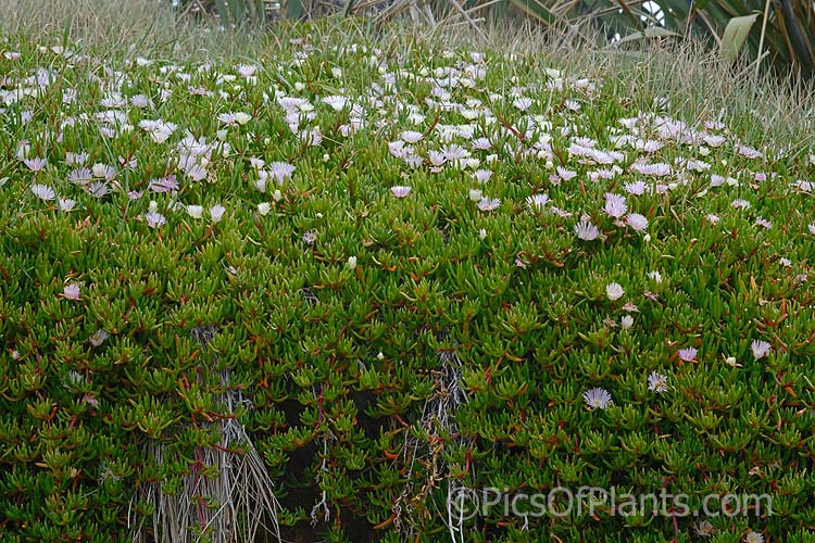 Sea Fig or Iceplant (<i>Carpobrotus chilensis</i>), a low, spreading, South American succulent that has naturalised in many areas, particularly near the coast. Its flowers are followed by edible watery fruit. It can be distinguished from the common <i>Carpobrotus edulis</i> by it smaller, less angular leaves, denser foliage, flatter growth habit and purple-pink flowers rather than soft yellow. Aizoaceae