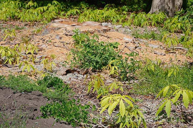 Seedlings of Indian Horse Chestnut (<i>Aesculus indica</i>) taking advantage of extra light after the felling of an adult tree. This northeastern Himalayan, spring-flowering, deciduous tree is up to 30m tall. The seed capsules are smooth and contain black-brown nuts. Order Sapindales, Family: Sapindaceae