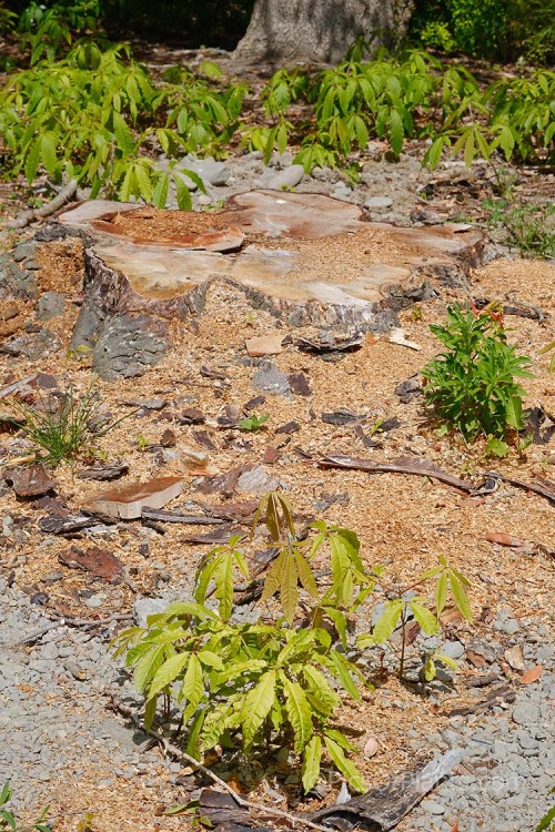 Seedlings of Indian Horse Chestnut (<i>Aesculus indica</i>) taking advantage of extra light after the felling of an adult tree. This northeastern Himalayan, spring-flowering, deciduous tree is up to 30m tall. The seed capsules are smooth and contain black-brown nuts. Order Sapindales, Family: Sapindaceae