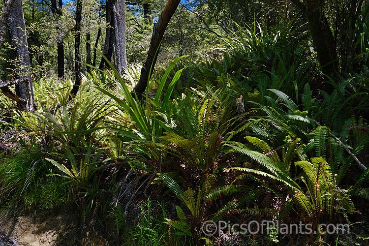 Crown Fern or Piu Piu (<i>Blechnum discolor</i>), a fern native to New Zealand and found throughout the country. It has distinctly different fertile (spore-bearing</i>) and sterile fronds and may develop a narrow trunk to around 30cm tall. Order: Polypodiales, Family: Blechnaceae