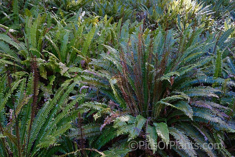 Crown Fern or Piu Piu (<i>Blechnum discolor</i>), a fern native to New Zealand and found throughout the country. It has distinctly different fertile (spore-bearing</i>) and sterile fronds and may develop a narrow trunk to around 30cm tall. Order: Polypodiales, Family: Blechnaceae