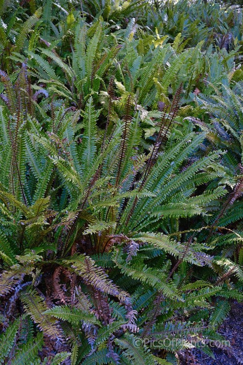 Crown Fern or Piu Piu (<i>Blechnum discolor</i>), a fern native to New Zealand and found throughout the country. It has distinctly different fertile (spore-bearing</i>) and sterile fronds and may develop a narrow trunk to around 30cm tall. Order: Polypodiales, Family: Blechnaceae