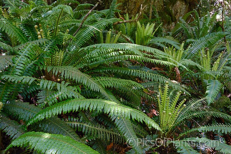 Crown Fern or Piu Piu (<i>Blechnum discolor</i>), a fern native to New Zealand and found throughout the country. It has distinctly different fertile (spore-bearing</i>) and sterile fronds and may develop a narrow trunk to around 30cm tall. Order: Polypodiales, Family: Blechnaceae