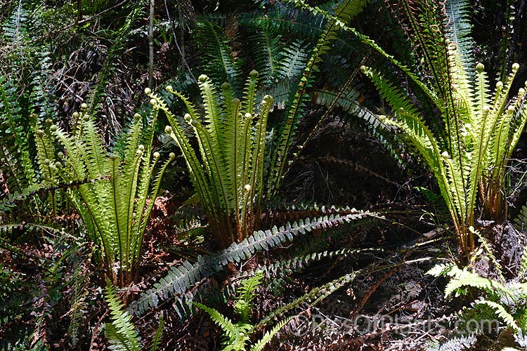 Crown Fern or Piu Piu (<i>Blechnum discolor</i>), a fern native to New Zealand and found throughout the country. It has distinctly different fertile (spore-bearing</i>) and sterile fronds and may develop a narrow trunk to around 30cm tall. Order: Polypodiales, Family: Blechnaceae