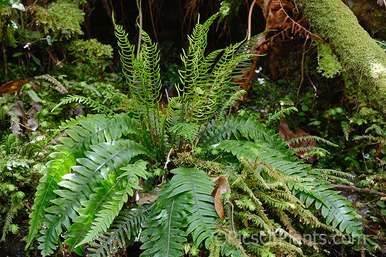 <i>Blechnum chambersii</i> (syn. <i>Blechnum lanceolatum</i>), an evergreen terrestrial fern found in New Zealand and southeastern Australia, including the Chatham Islands and Tasmania. It also occurs on some southern Pacific Islands. The rhizome is sturdy and may develop into a short trunk. Order: Polypodiales, Family: Blechnaceae