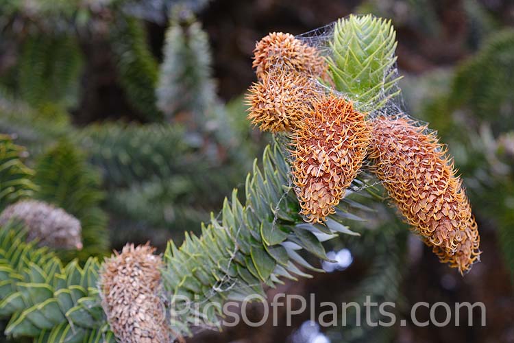 The spent male cones of the Monkey Puzzle (<i>Araucaria araucana</i>), a 30-40m tall conifer native to central Chile and northern Patagonia. It has stiff, sharply pointed triangular leaves and huge cones.