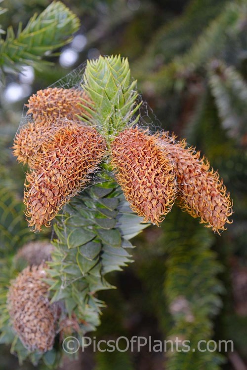 The spent male cones of the Monkey Puzzle (<i>Araucaria araucana</i>), a 30-40m tall conifer native to central Chile and northern Patagonia. It has stiff, sharply pointed triangular leaves and huge cones.