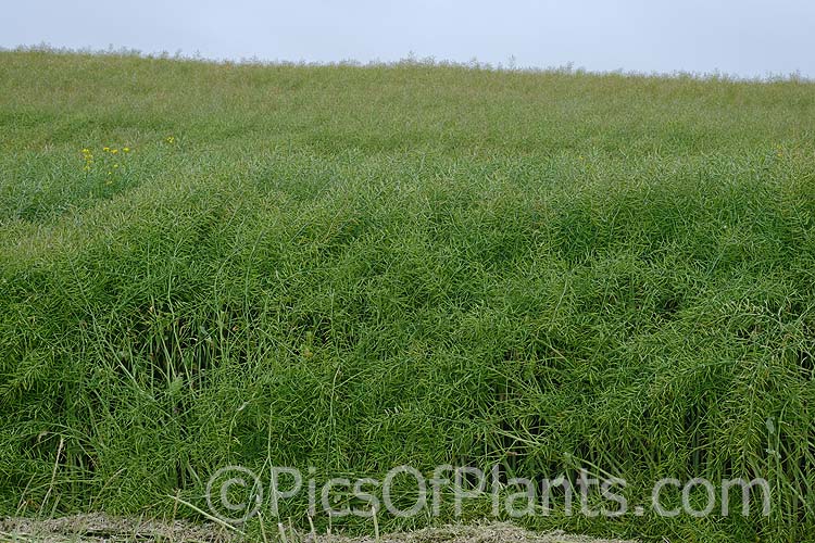 The mature seedpods of Rapeseed or Canola (<i>Brassica napus</i>). Rapeseed is cultivated as a winter cover crop and fodder plant but is now grown mainly for its edible seed oils. <i>Brassica napus</i> is similar to some cultivars of <i>Brassica rapa</i> but can most easily be distinguished by its spring to early summer-flowering habit, while <i>Brassica rapa</i> is mainly summer flowering. Order: Brassicales, Family: Brassicaceae