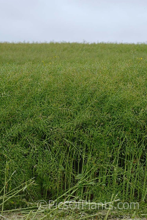 The mature seedpods of Rapeseed or Canola (<i>Brassica napus</i>). Rapeseed is cultivated as a winter cover crop and fodder plant but is now grown mainly for its edible seed oils. <i>Brassica napus</i> is similar to some cultivars of <i>Brassica rapa</i> but can most easily be distinguished by its spring to early summer-flowering habit, while <i>Brassica rapa</i> is mainly summer flowering. Order: Brassicales, Family: Brassicaceae